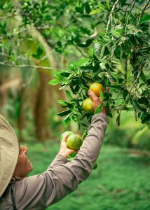 Fruit Picking