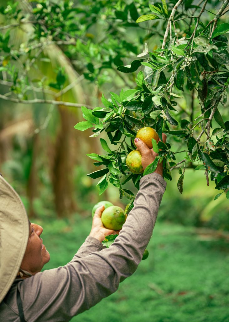 Fruit Picking Fruit Picking