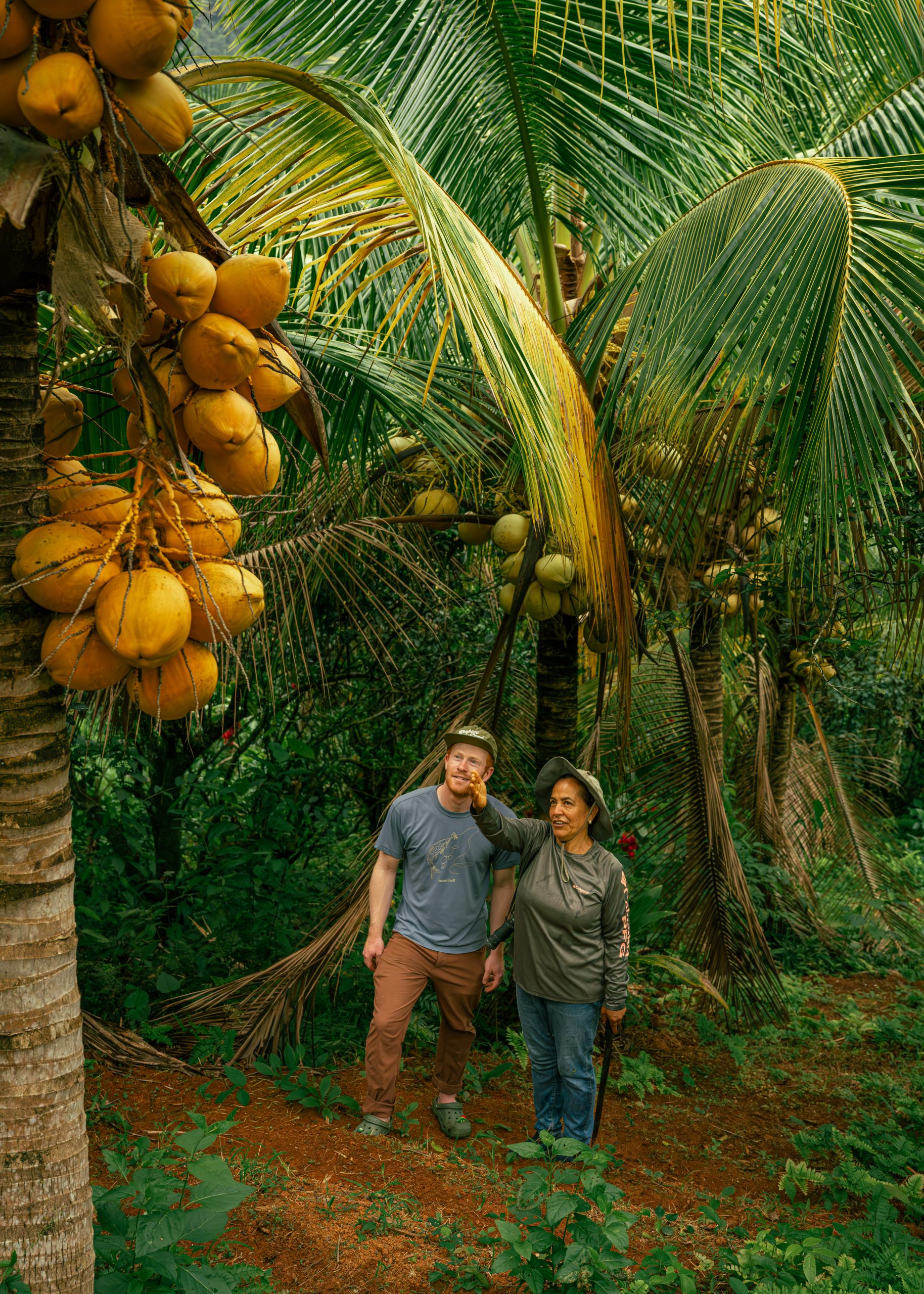 Variety of Coconuts