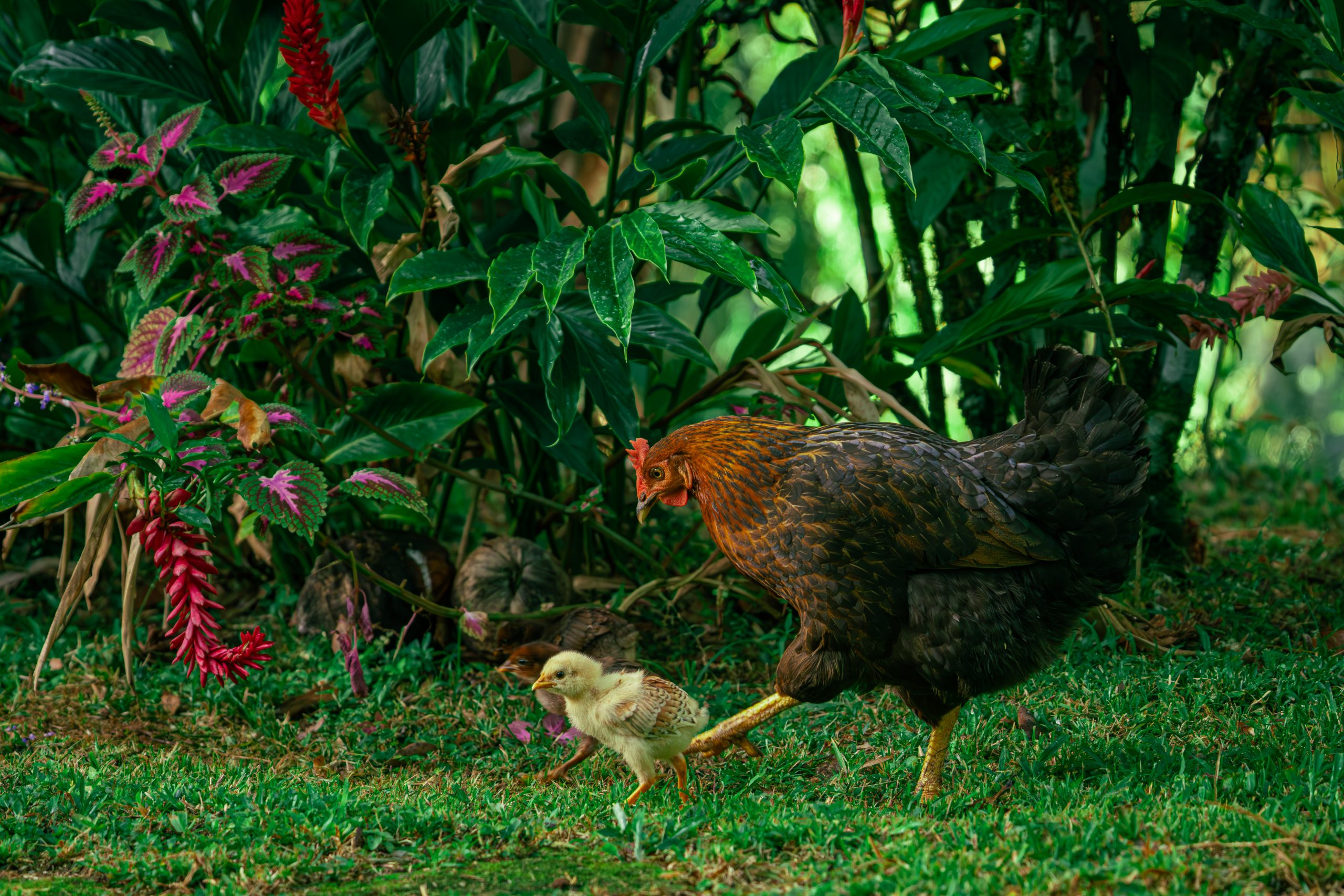 anasfruitfarmtours blackberryandsunphotography 94